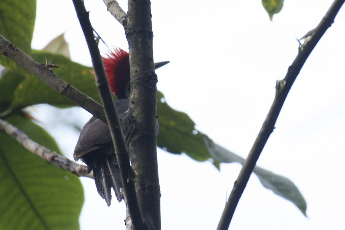 Lineated Woodpecker (Dusky-winged) - ML647026473