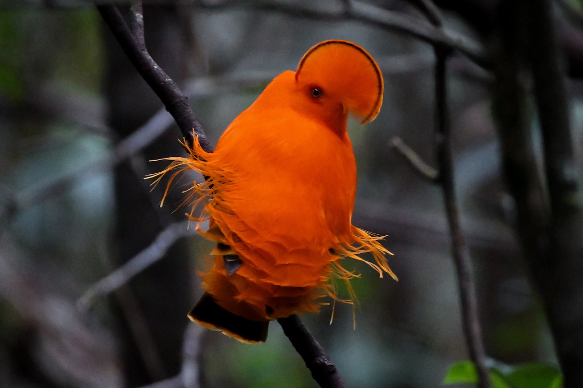 Guianan Cock-of-the-rock - ML647026474