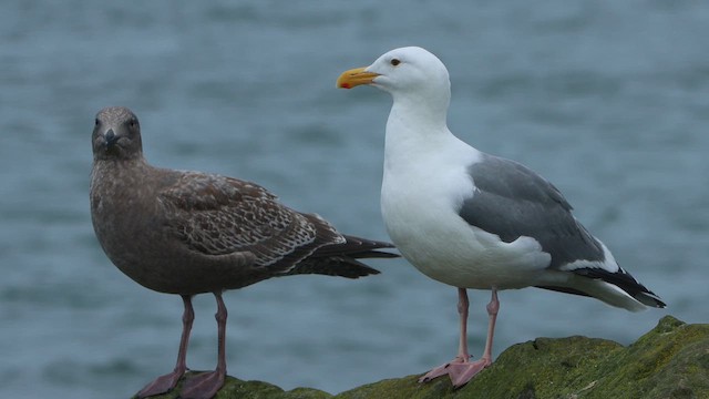 Gaviota Occidental - ML647026475