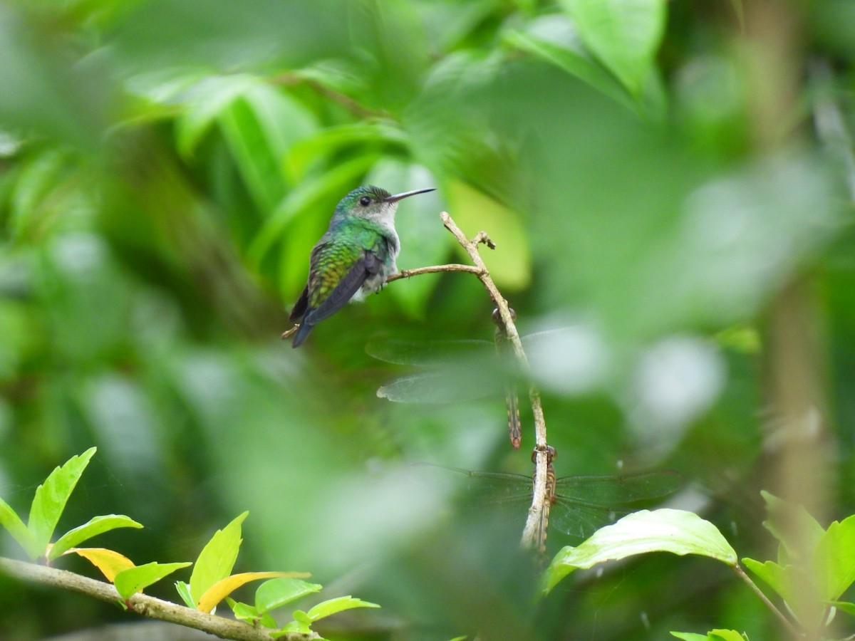 Violet-bellied Hummingbird - ML647026478