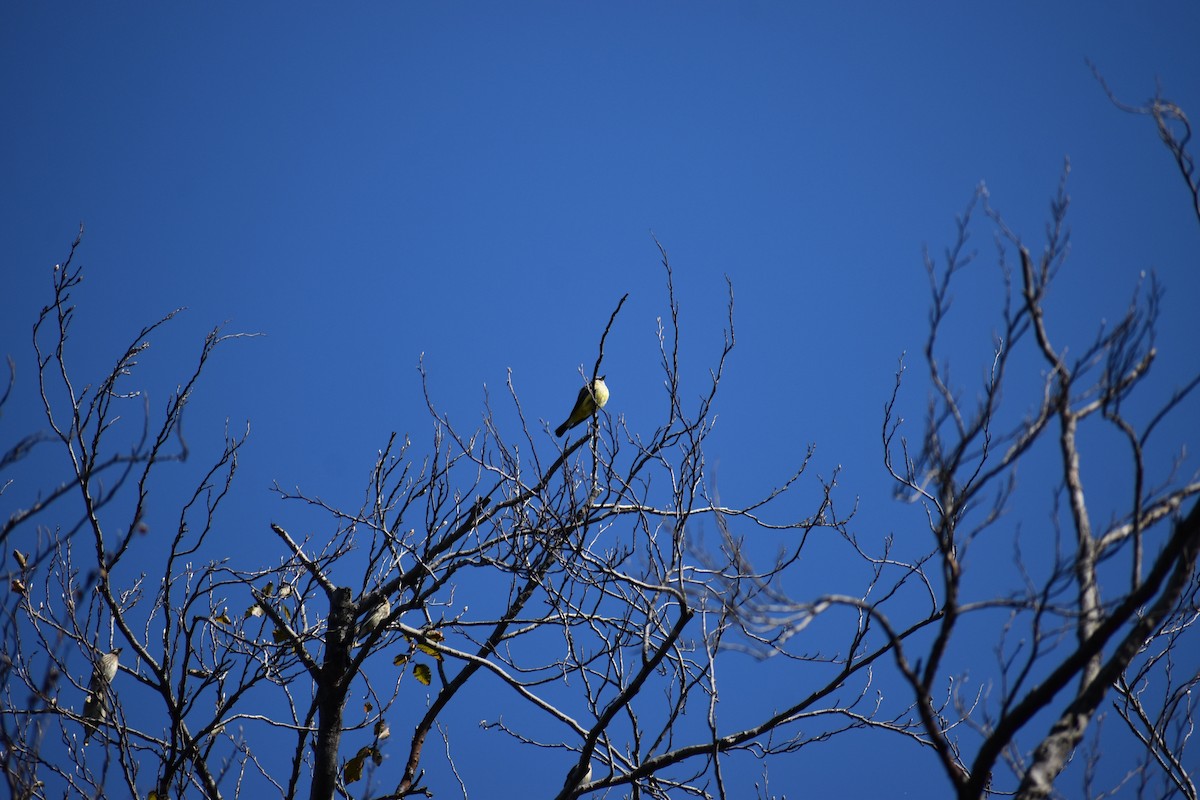 Western Kingbird - ML647026482