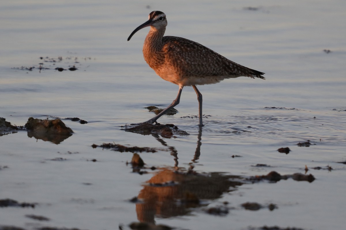 Hudsonian Whimbrel - ML647026485