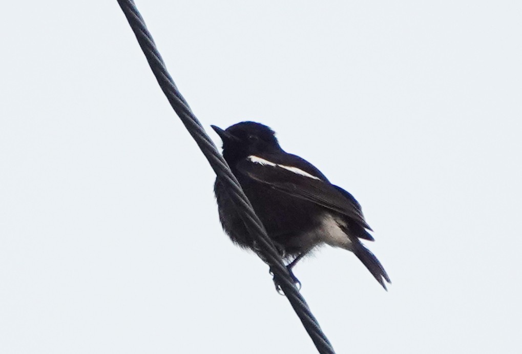 Pitxartxar beltza - ML647026486