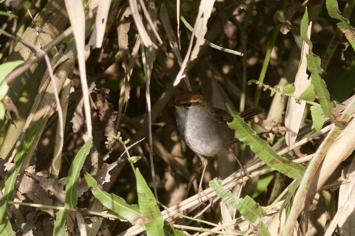 Errekatxindor kaskagorri handia - ML647026487