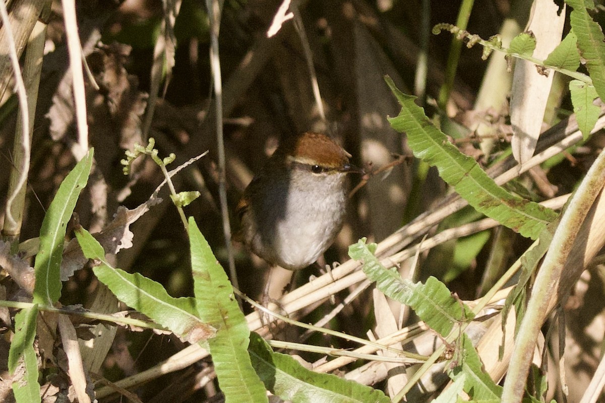 Errekatxindor kaskagorri handia - ML647026488