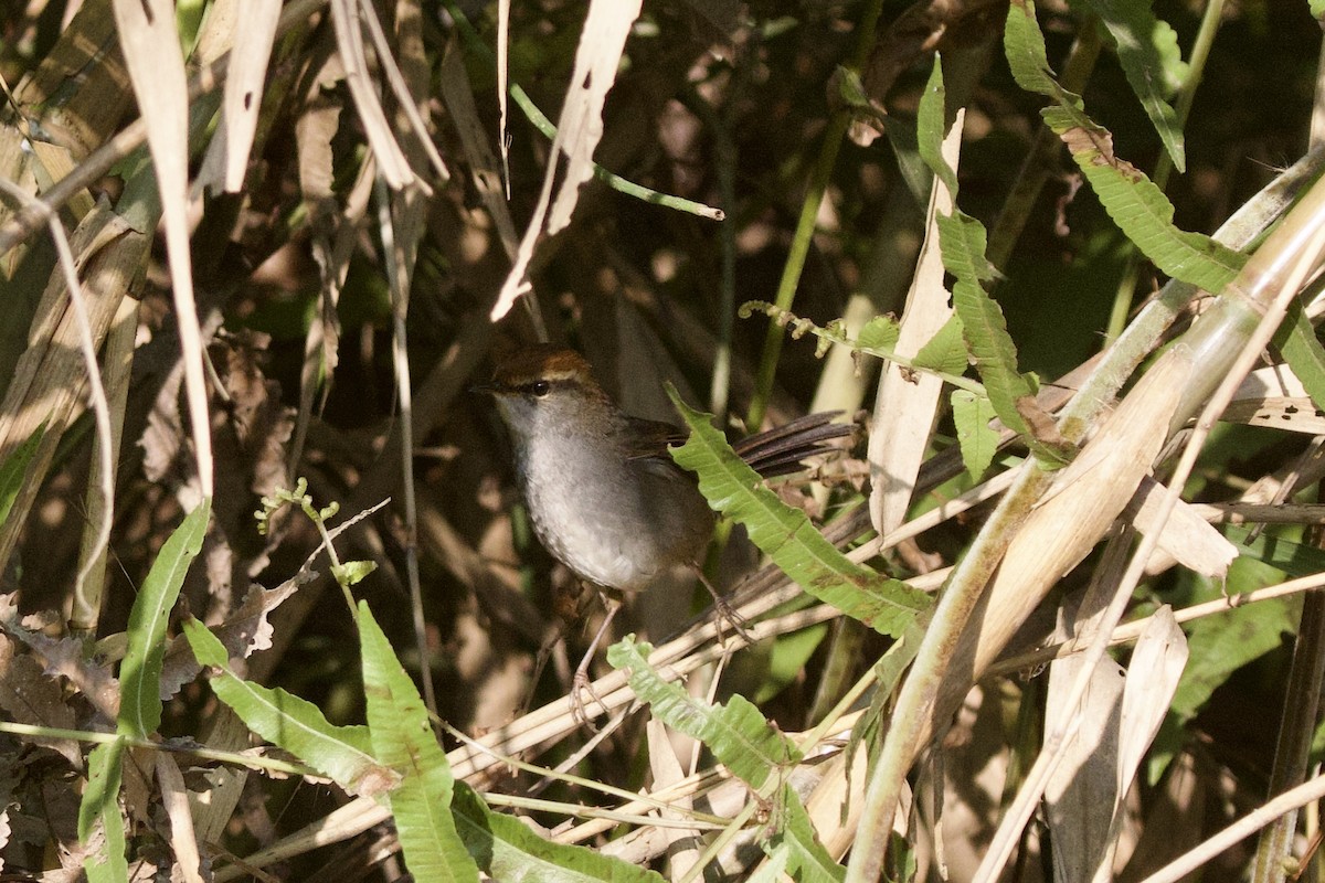 Errekatxindor kaskagorri handia - ML647026489