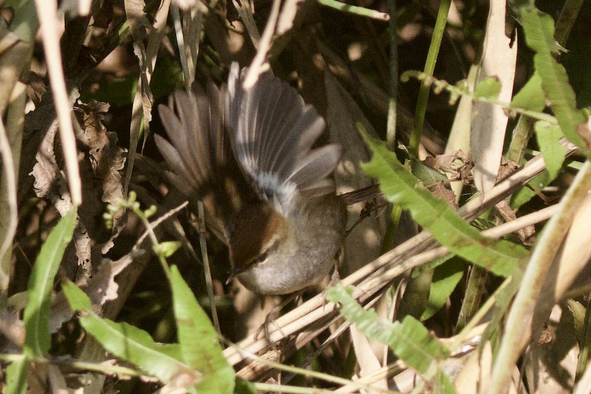 Errekatxindor kaskagorri handia - ML647026490