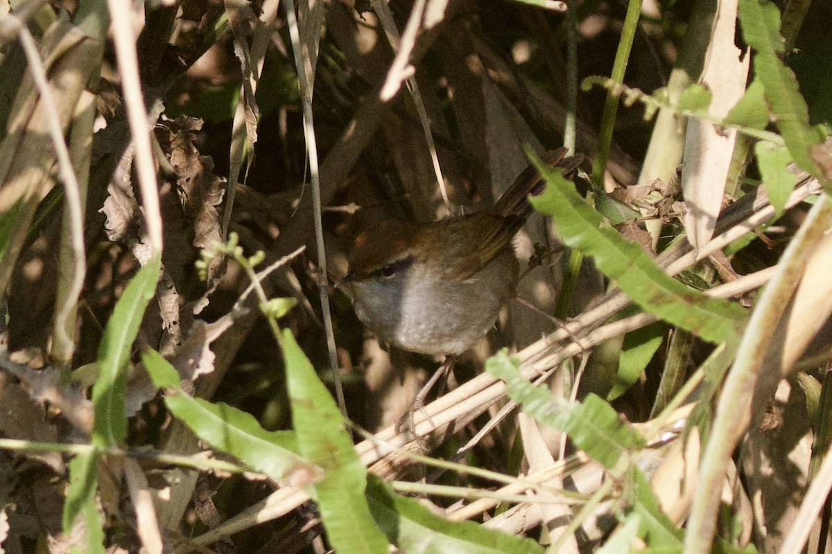 Errekatxindor kaskagorri handia - ML647026491