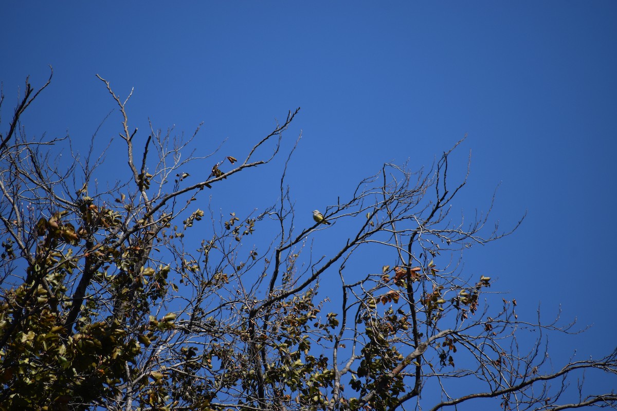 Western Kingbird - ML647026492