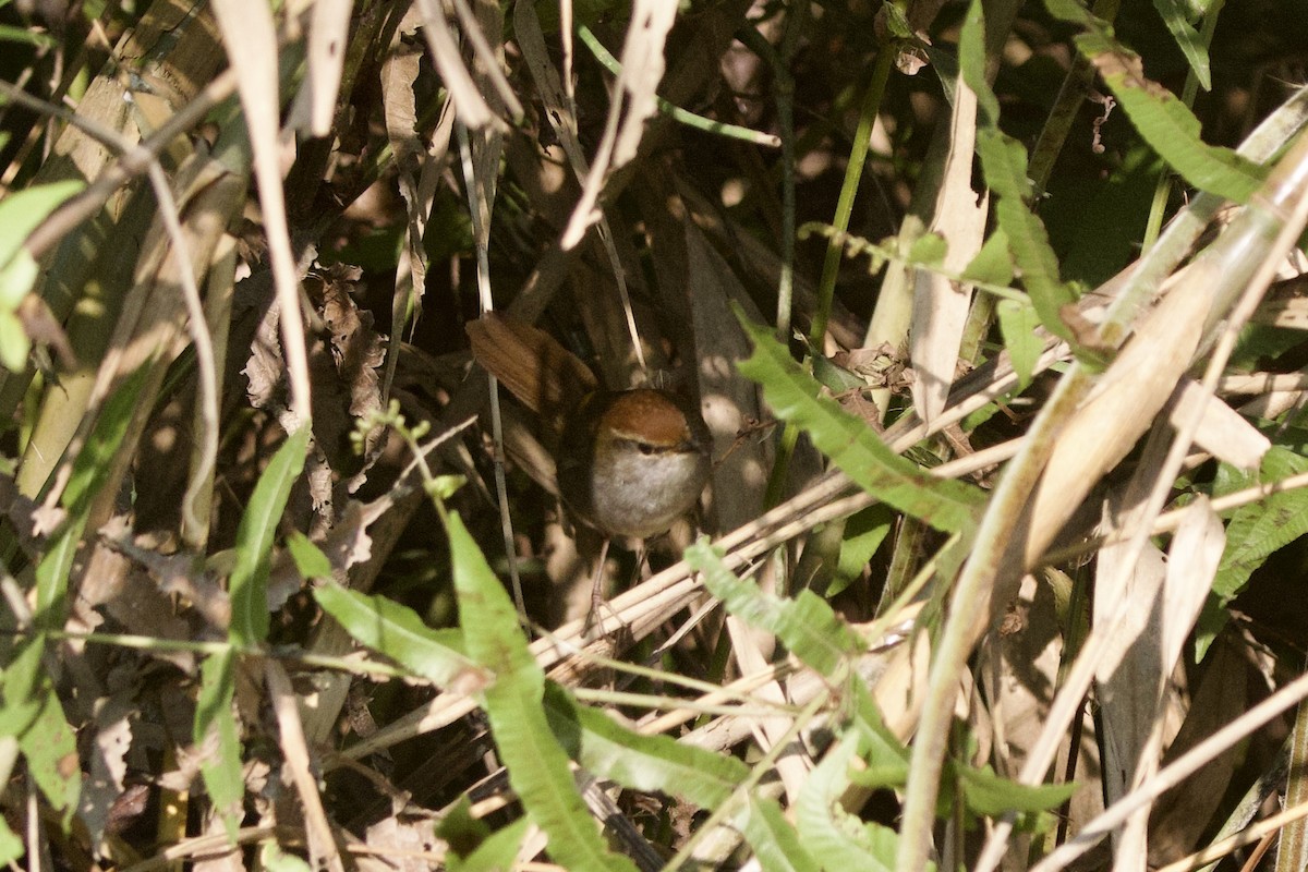 Errekatxindor kaskagorri handia - ML647026493