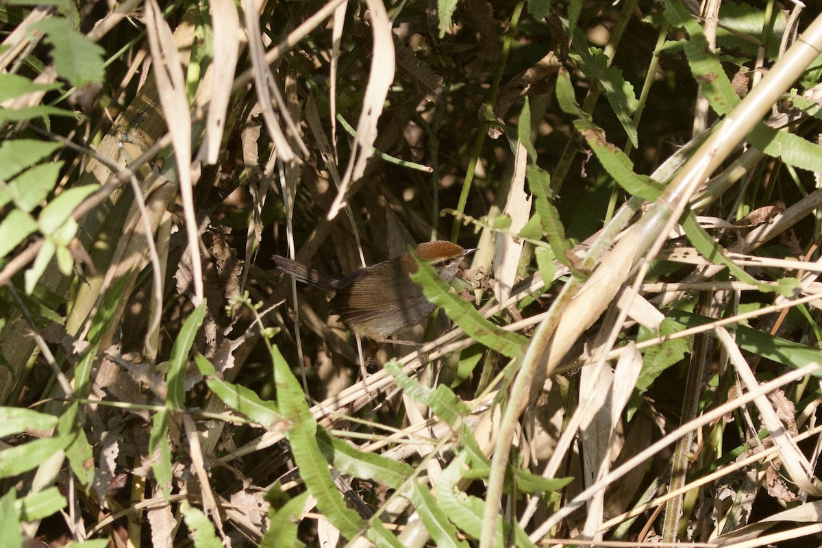 Errekatxindor kaskagorri handia - ML647026494