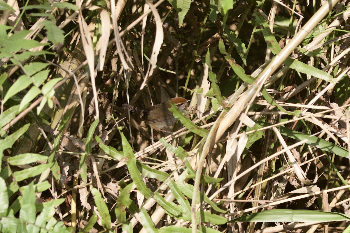 Errekatxindor kaskagorri handia - ML647026495