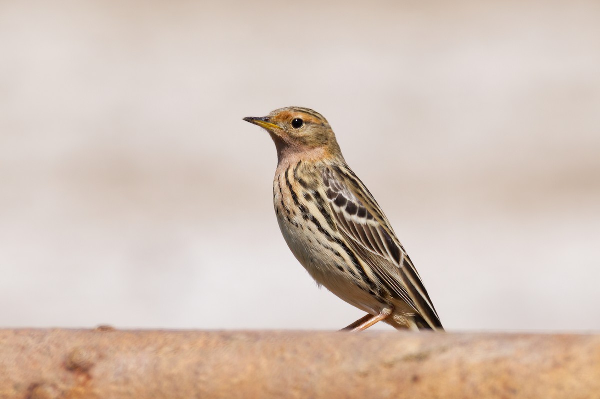 Txirta lepagorria - ML647026496