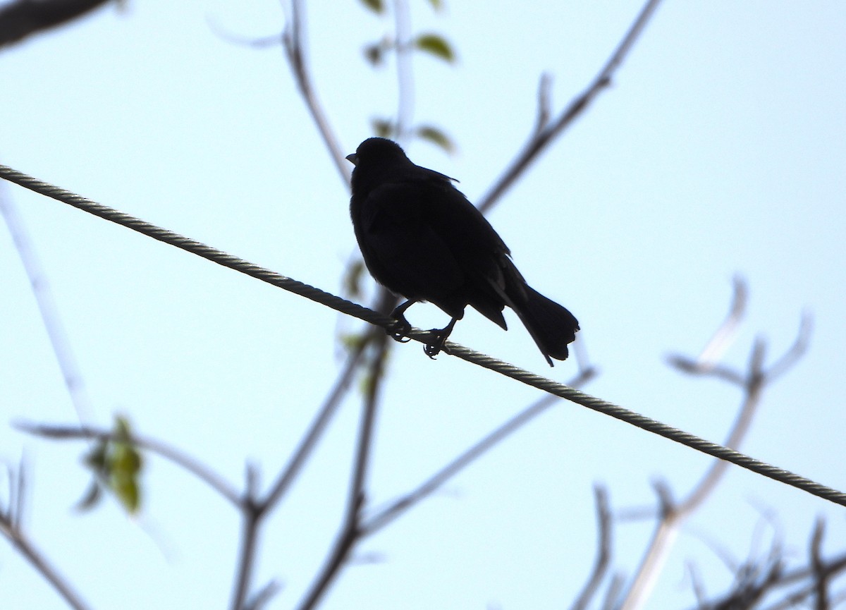 Carib Grackle - ML647026497