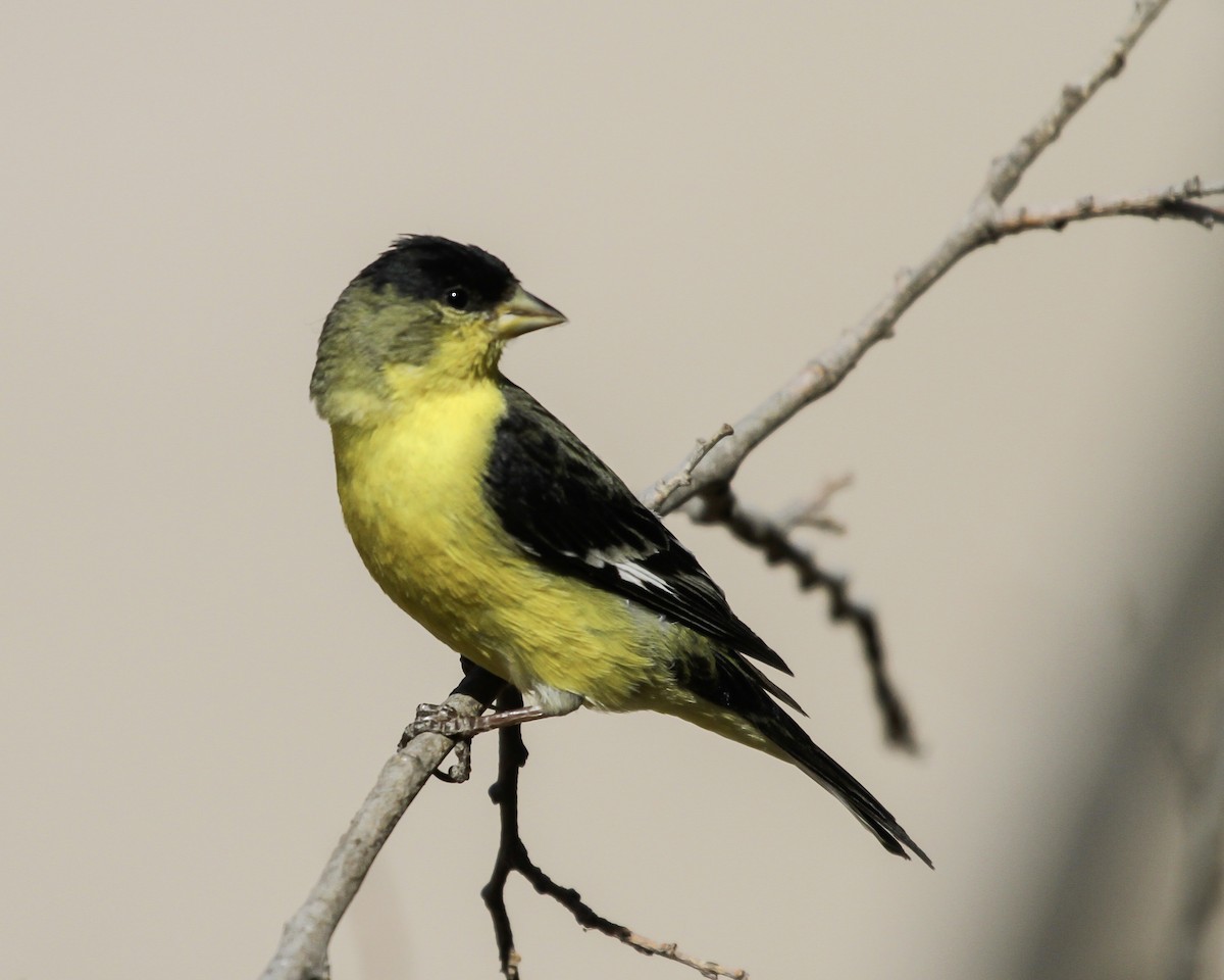 Lesser Goldfinch - ML647026499
