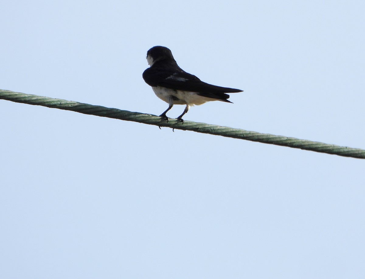 White-winged Swallow - ML647026500