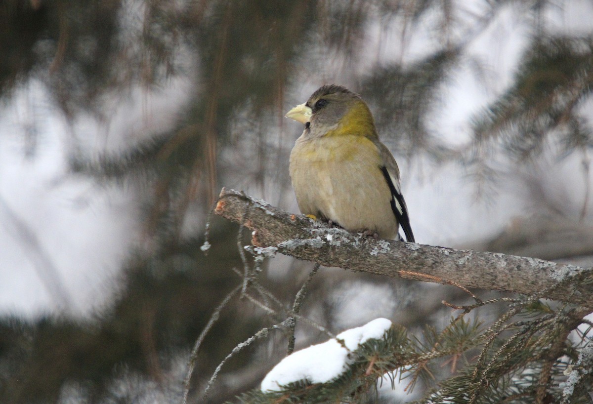 キビタイシメ - ML647026501