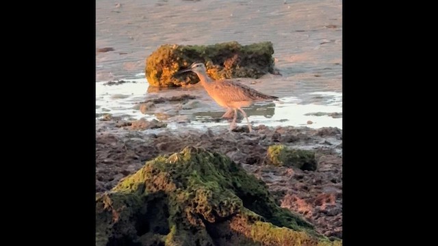 Zarapito Trinador Americano - ML647026502