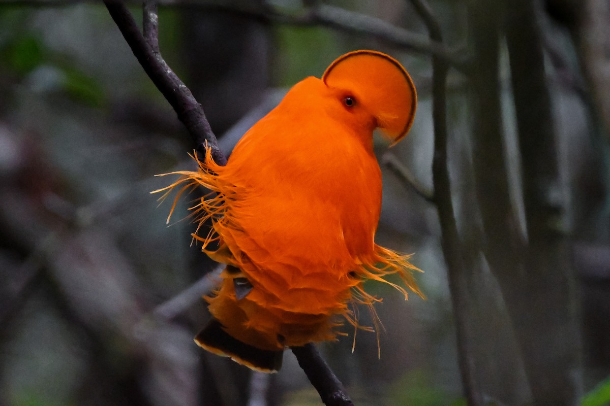 Guianan Cock-of-the-rock - ML647026503