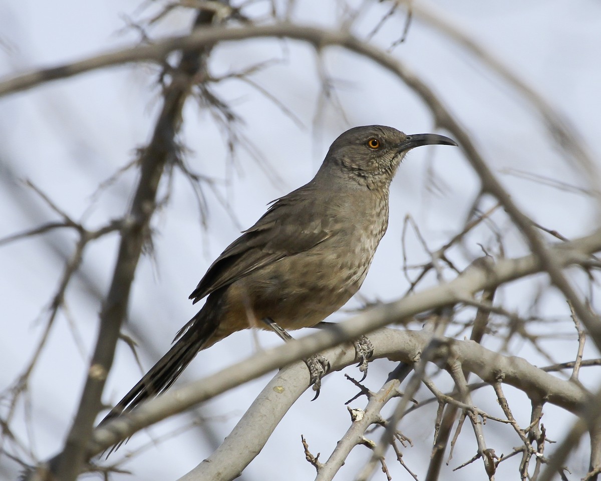 Curve-billed Thrasher - ML647026504