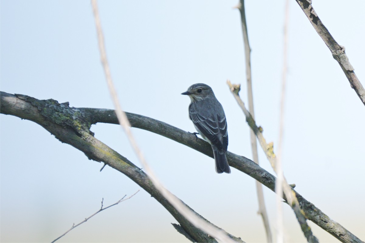 Euli-txori grisa - ML647026505