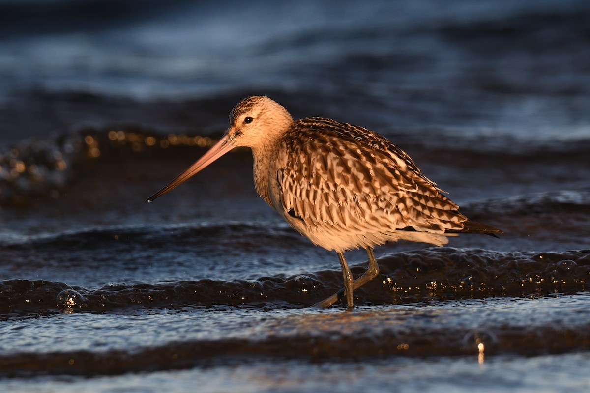 Bar-tailed Godwit - ML647026511