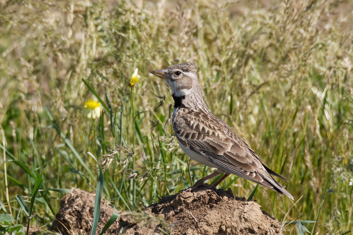עפרוני ענק - ML647026515