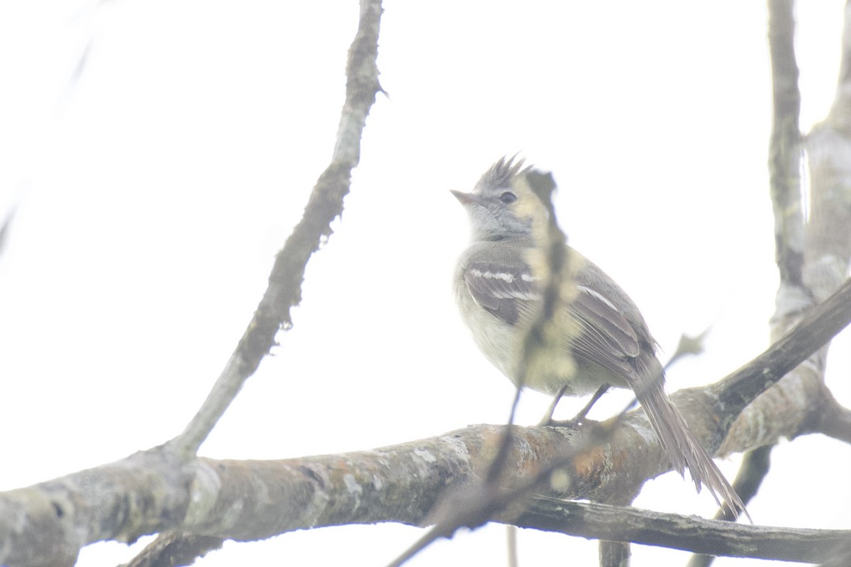 Желтобрюхая эления - ML647026517