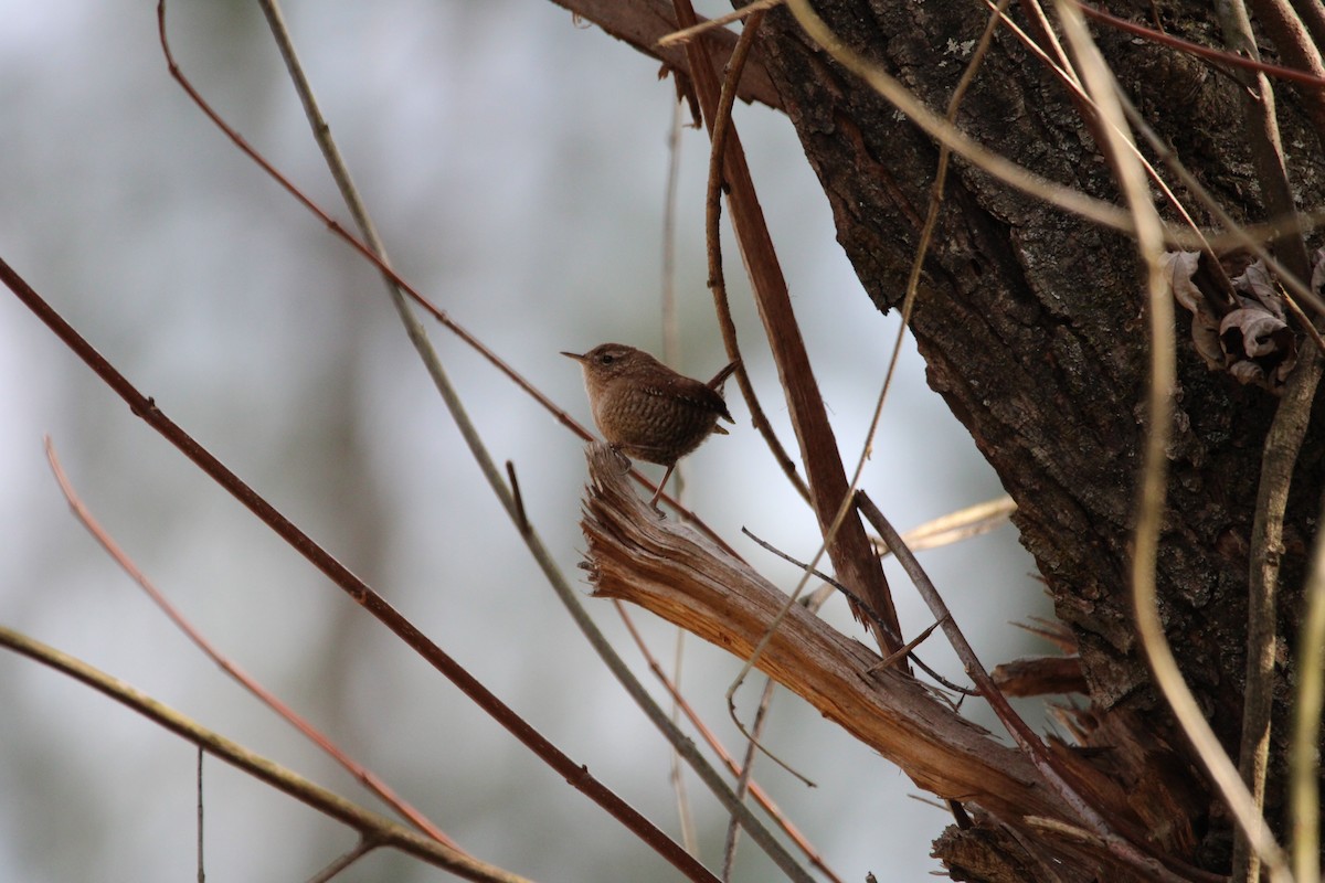 střízlík kanadský - ML647026519