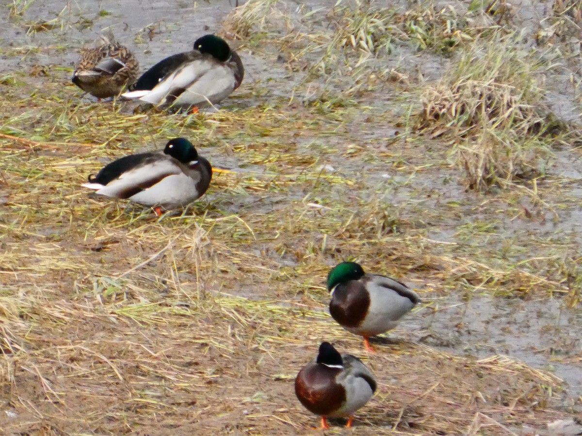 Mallard - ML647026521