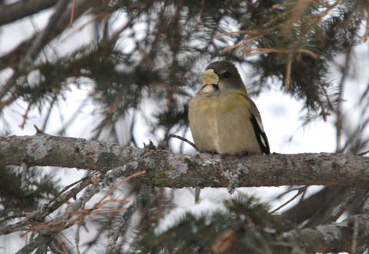 キビタイシメ - ML647026522