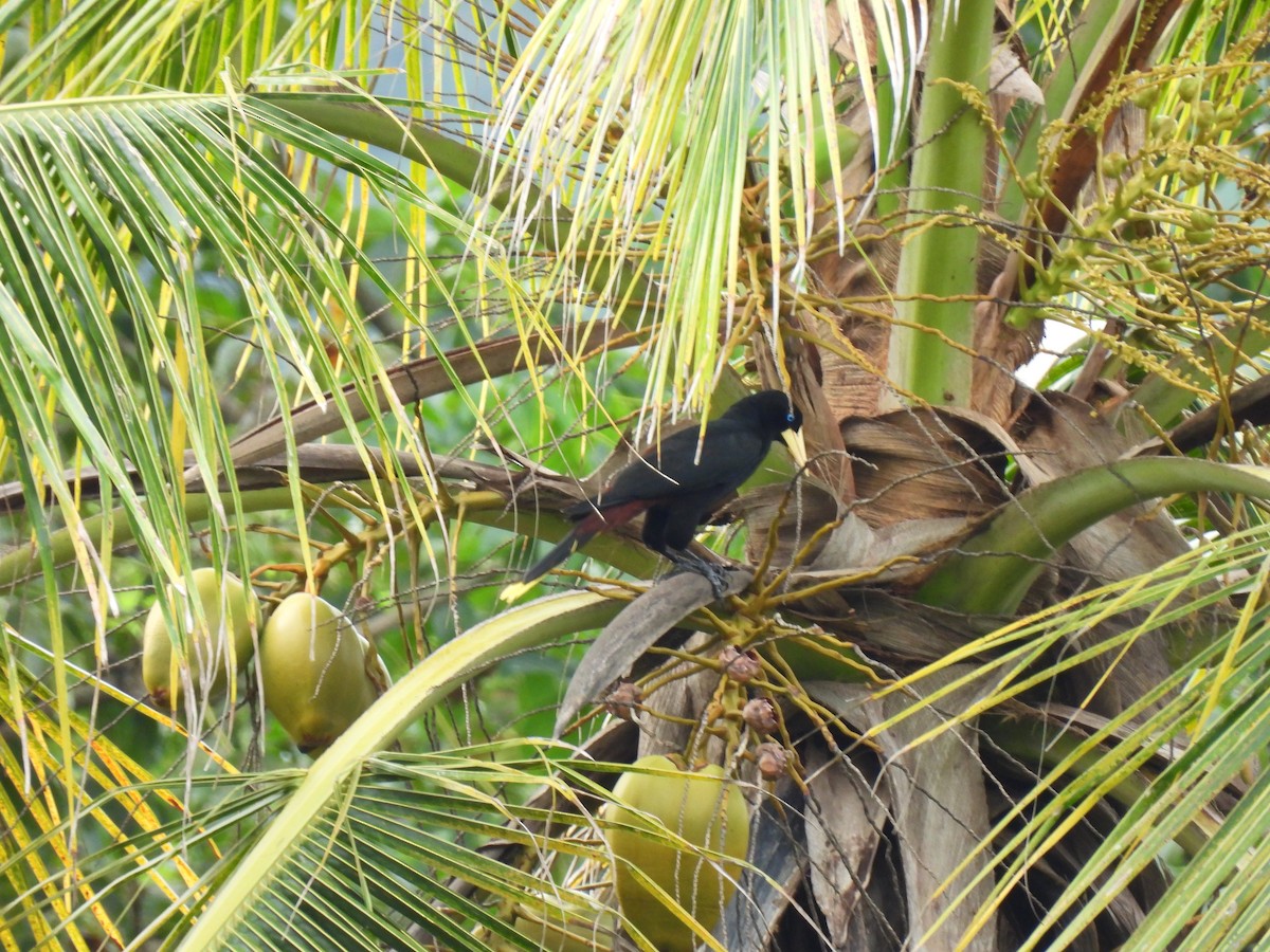 Tepeli Oropendula - ML647026524