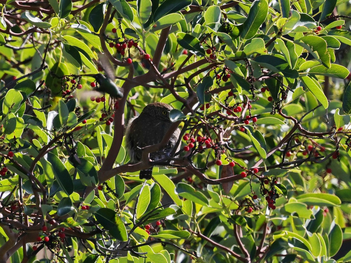 Gnomenzwergkauz - ML647026527