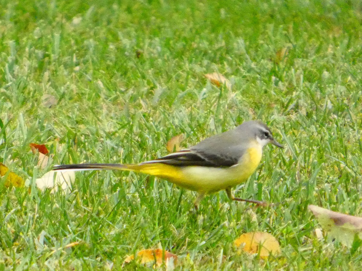 Gray Wagtail - ML647026537