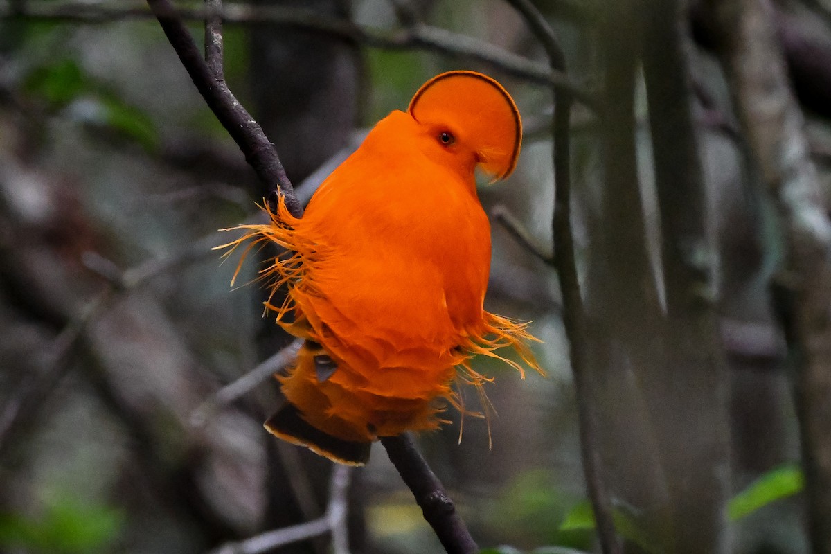 Guianan Cock-of-the-rock - ML647026539