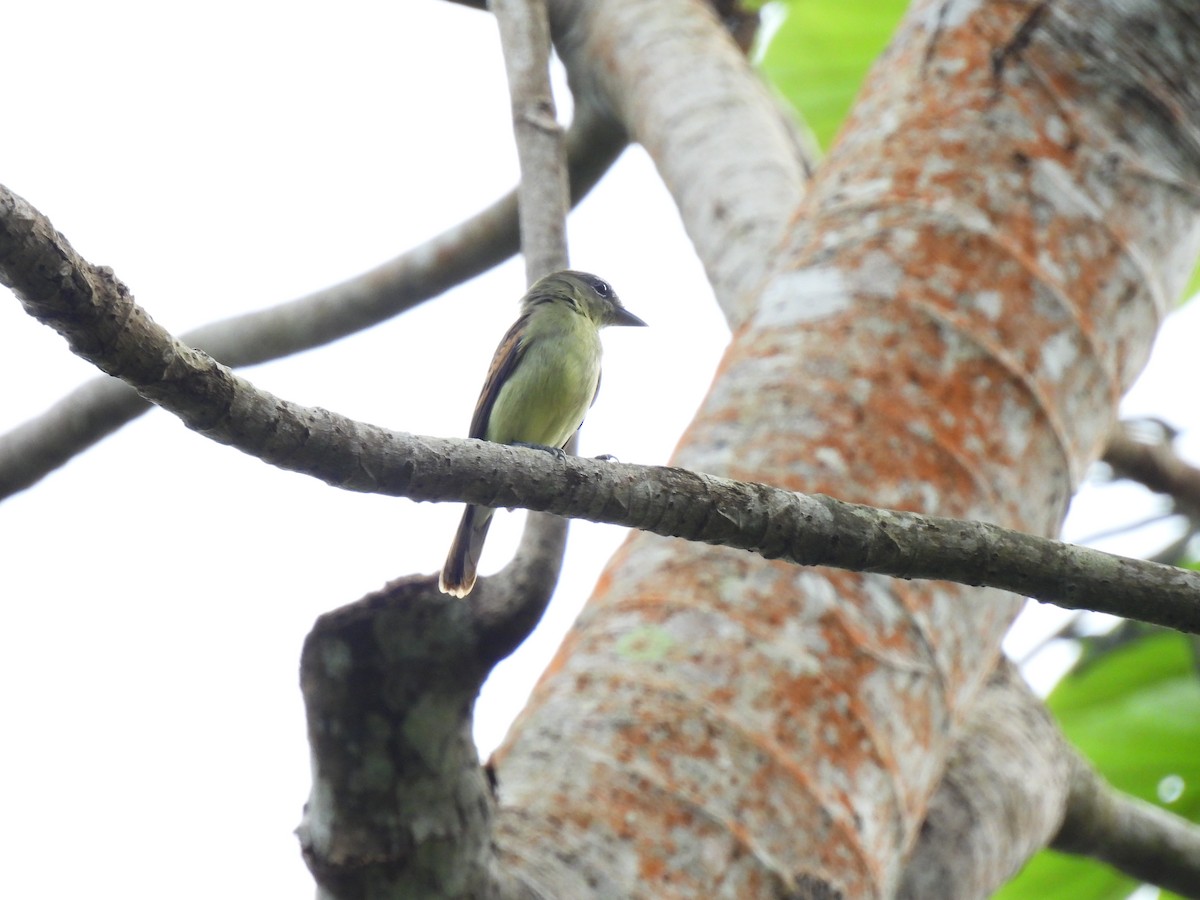 White-winged Becard - ML647026540