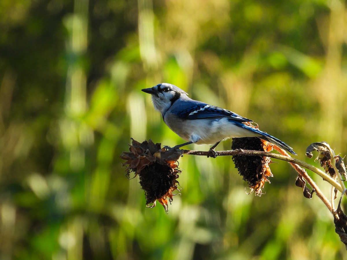 Blue Jay - ML647026550