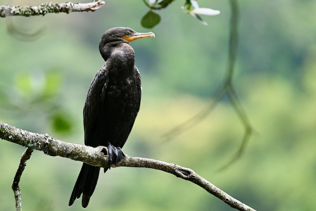 Neotropic Cormorant - ML647026551