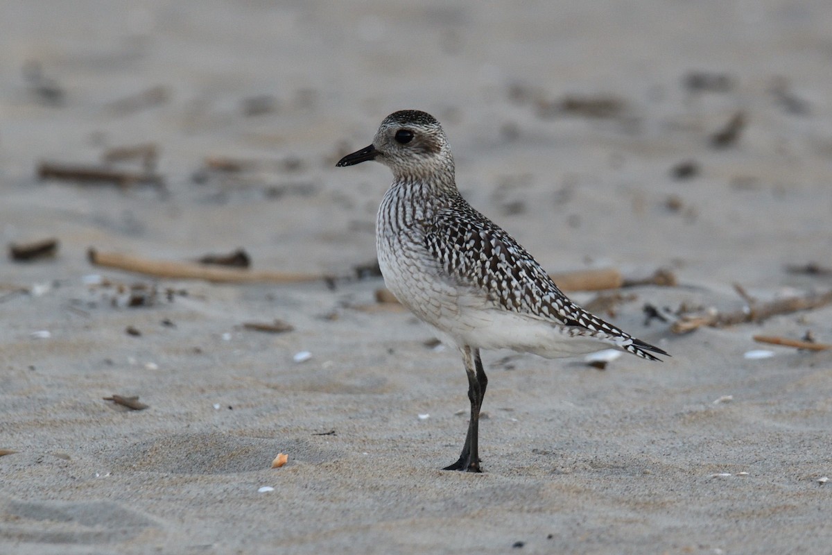 Black-bellied Plover - ML647026552