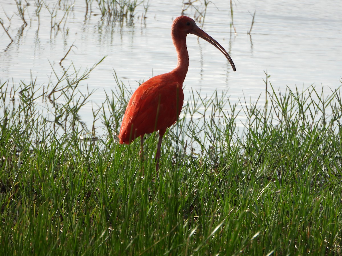 Scarlet Ibis - ML647026555
