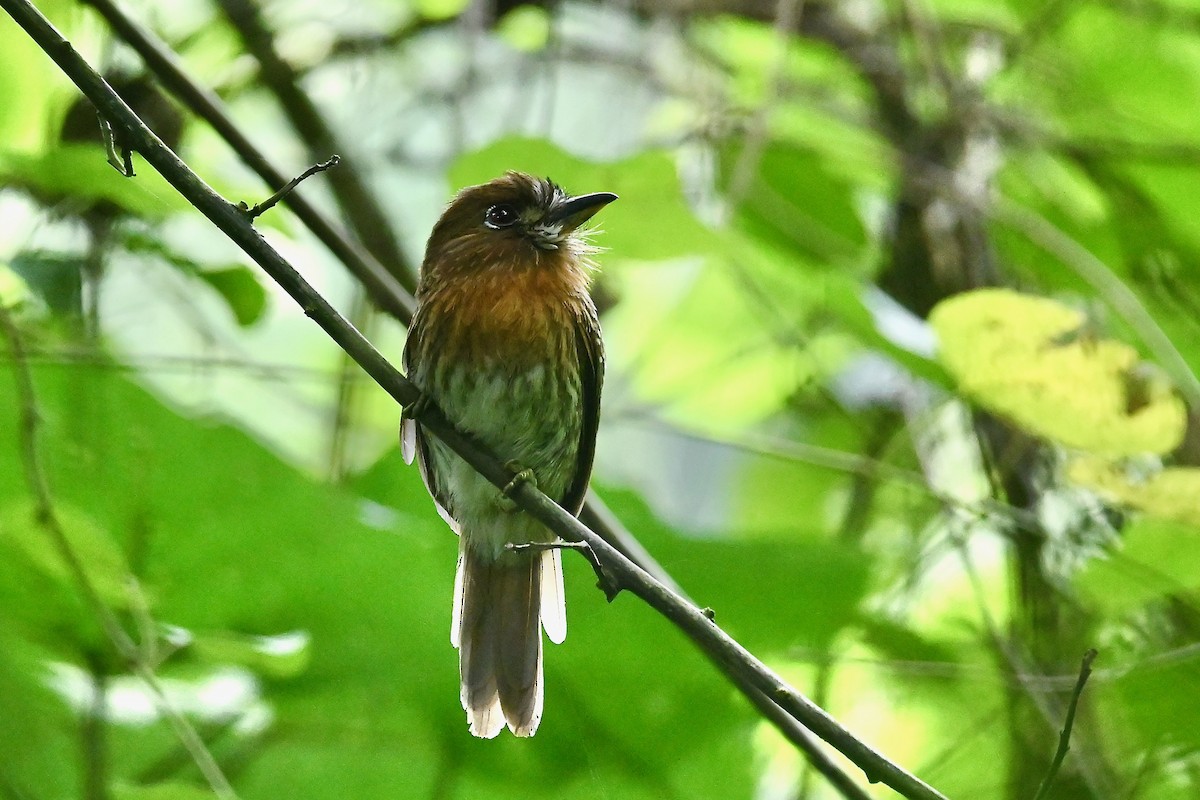 Moustached Puffbird - ML647026557