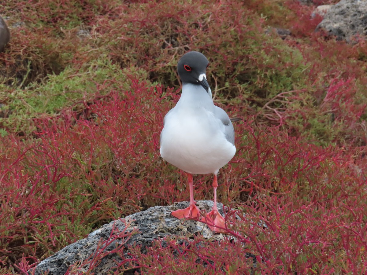 アカメカモメ - ML647026564