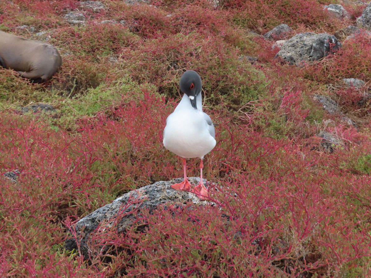 アカメカモメ - ML647026567