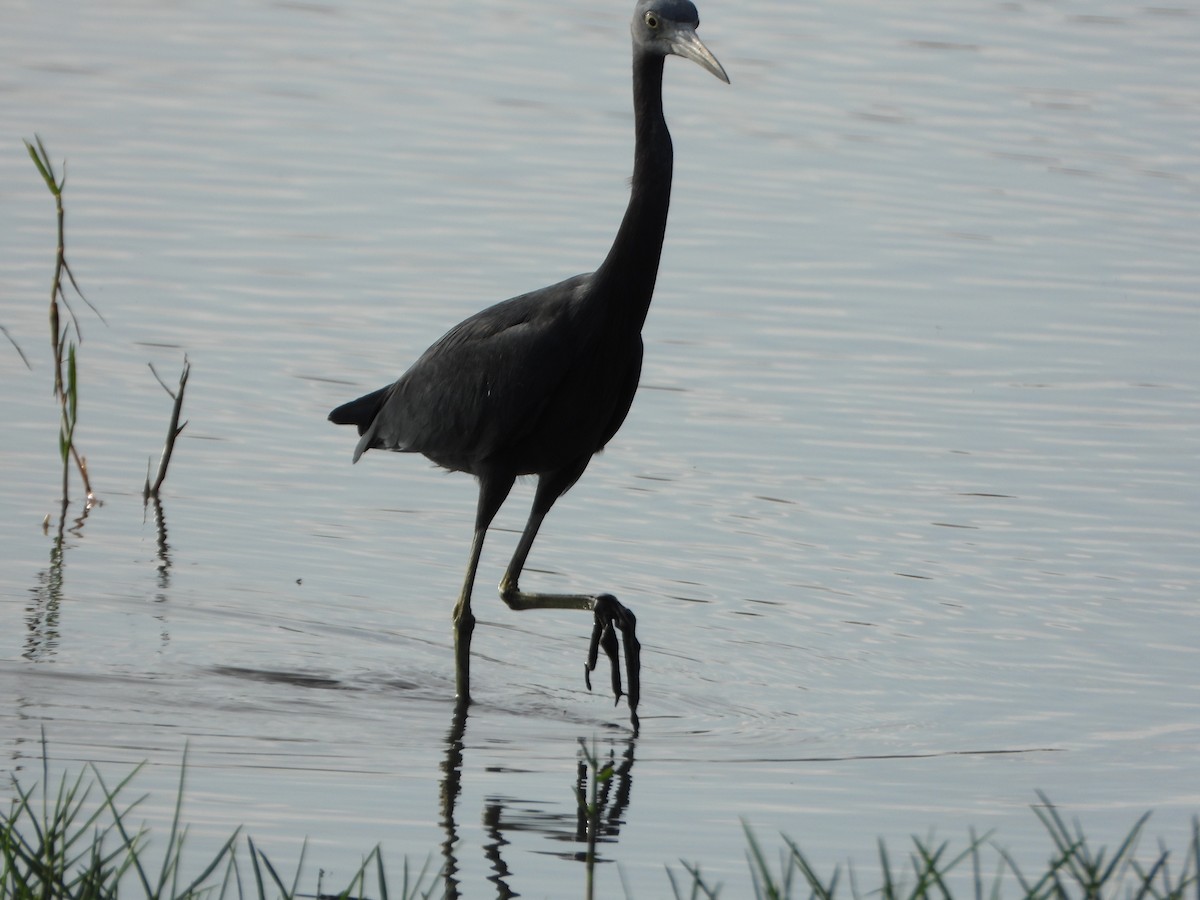 Little Blue Heron - ML647026575