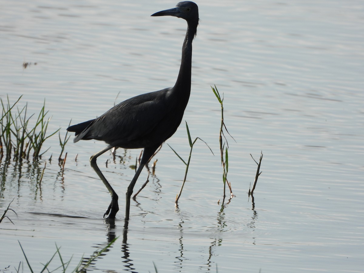 Little Blue Heron - ML647026576