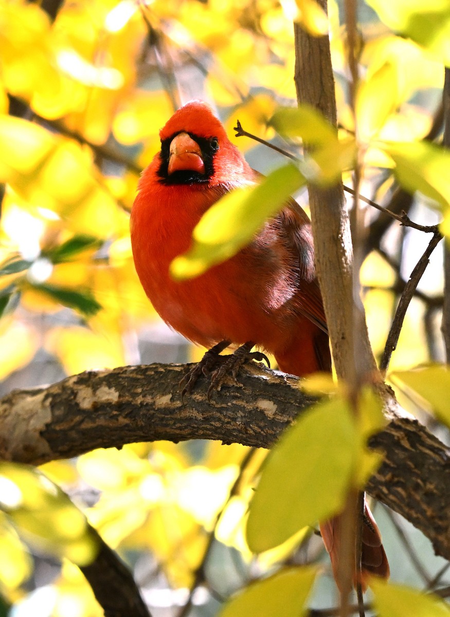 Northern Cardinal - ML647026578