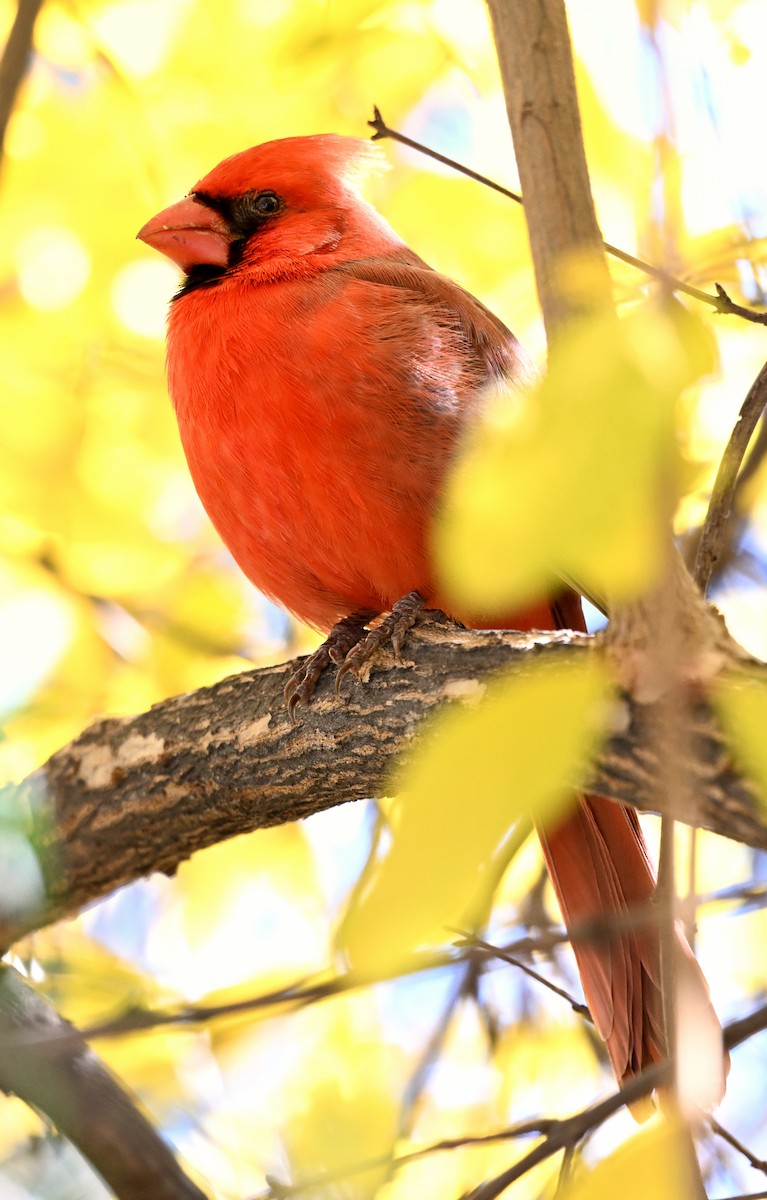 Northern Cardinal - ML647026579