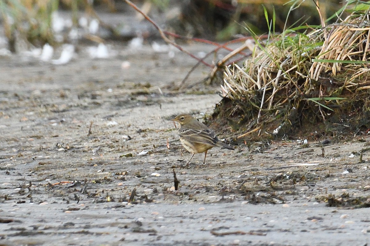 Rock Pipit - ML647026580