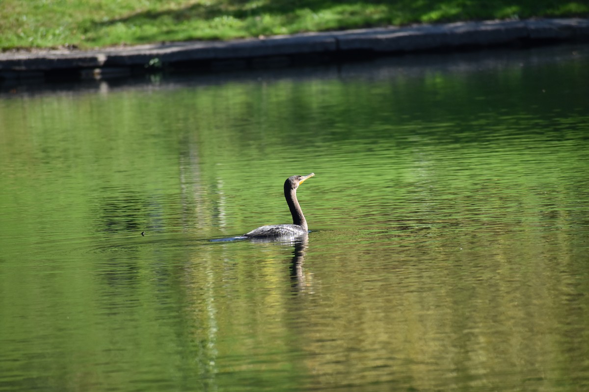 Double-crested Cormorant - ML647026581