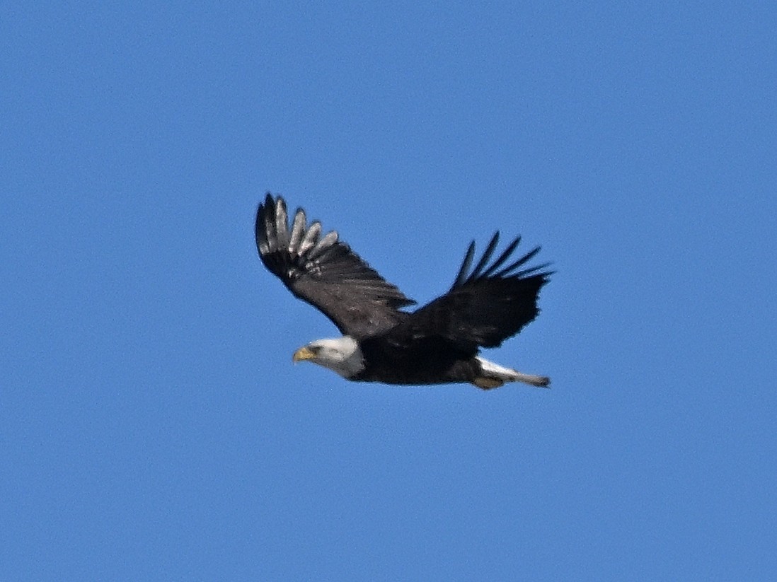 Bald Eagle - ML647026582